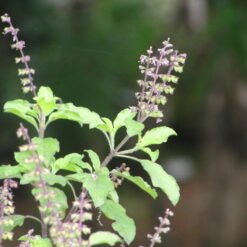 Holy Basil