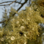 Old man's beard lichen