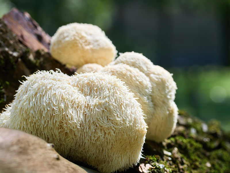 a group of white mushrooms on a tree stump