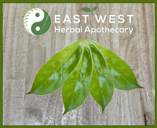 Graviola (Soursop) leaf