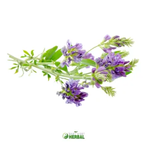 Alfalfa