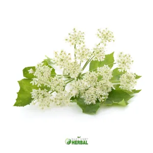 Angelica