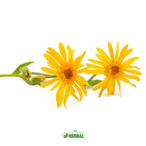 Arnica Flower (Arnica montana) | Whole Flowers