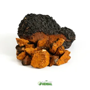 Maitake Mushroom