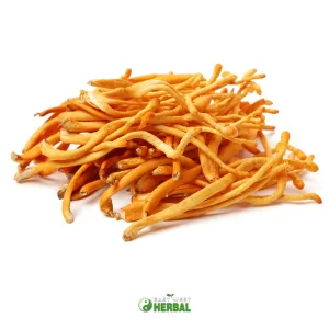 Cordyceps Mushroom