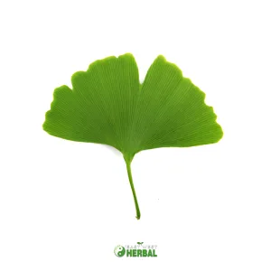 Ginkgo Biloba