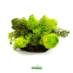 Irish Sea Moss