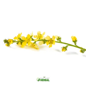 Agrimony (Cut & Sifted)