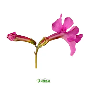 Incarvillea 100X