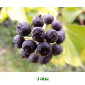Siberian Ginseng