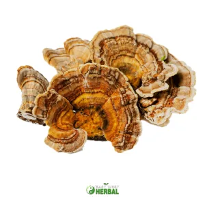Turkey Tail