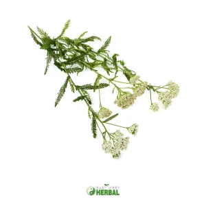 Arrowroot Powder (Maranta arundinacea)